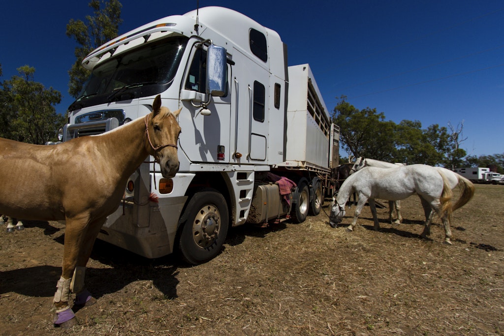 949 - Lakeland Campdraft 2014