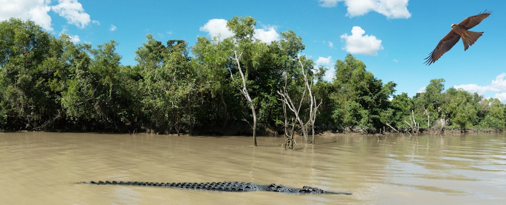 Croc-and-Bird-Panaramic-1_0062