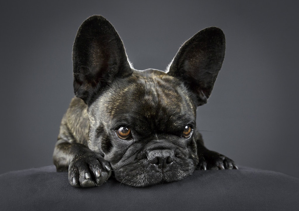 French Bulldog portrait melbourne