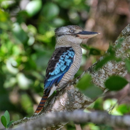 Blue winged Kookaburra , Dacelo leachii Crocodiles , birds, snakes , scenery, eco tour, Daintree river cruise