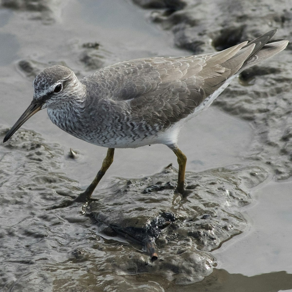 Grey tailed Tattler, Tringa brevipes Crocodiles , birds, snakes